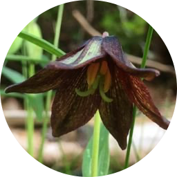 gaeaphile avatar